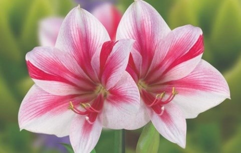 Amaryllis bulbs