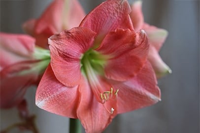 Amaryllis bulbs
