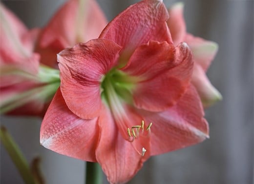 Amaryllis bulbs