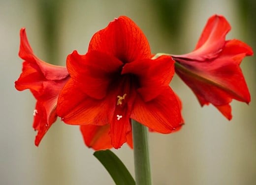 Amaryllis bulbs