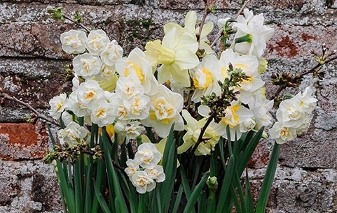 Daffodil bulbs