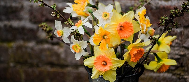 Bulb collections