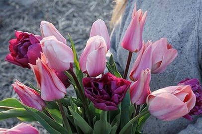 Bulb collections