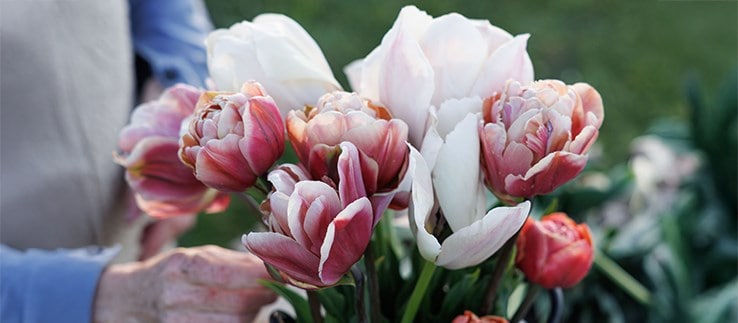 Tulip bulbs