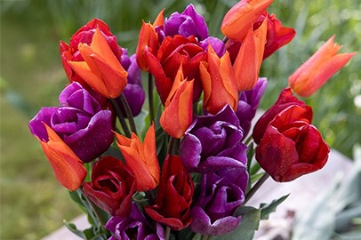 Shop bulbs