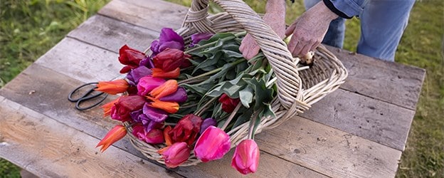 Bulb collections