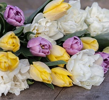 Bulb collections