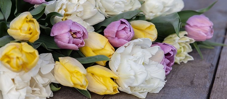 Tulip bulbs