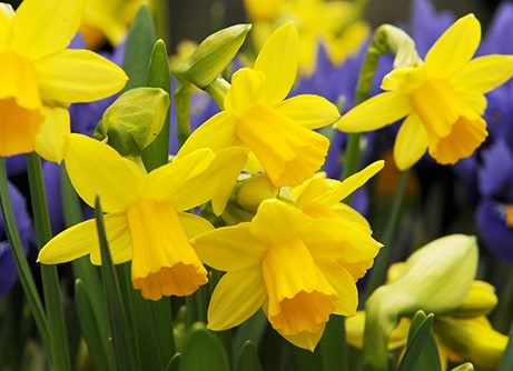 Daffodil bulbs