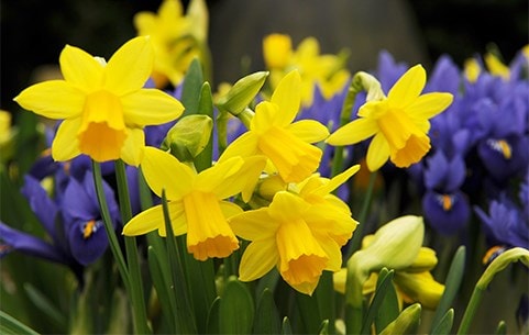 Potted bulbs