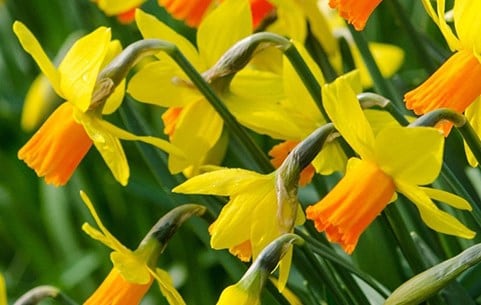 Daffodils