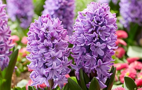 Hyacinth bulbs