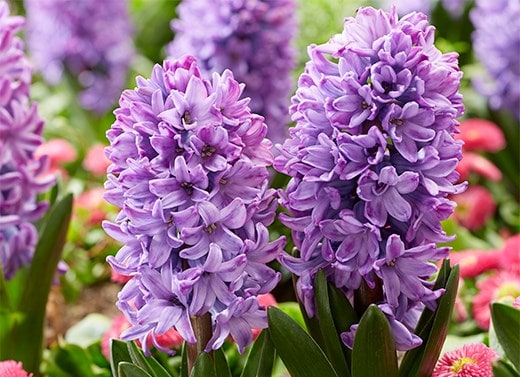Hyacinth bulbs