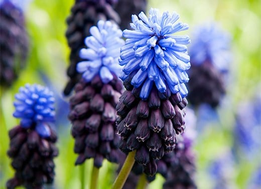 Potted bulbs