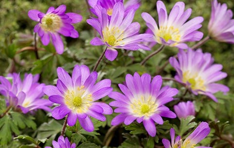 Anemone bulbs