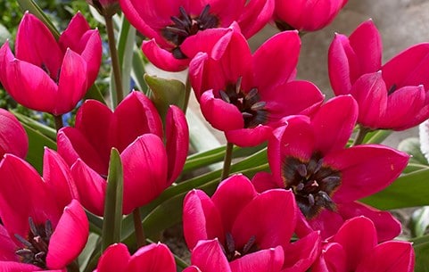 Crocus bulbs