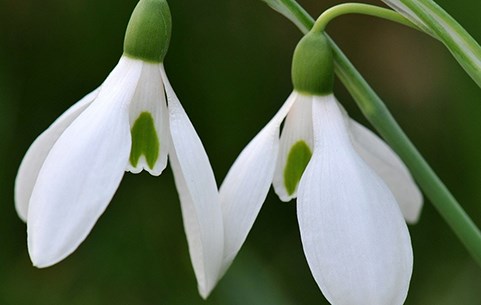 Snowdrop bulbs