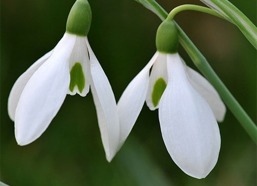 Snowdrop bulbs