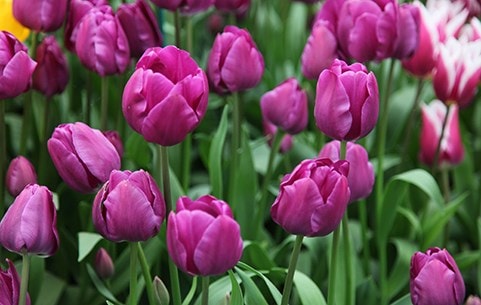 Tulips