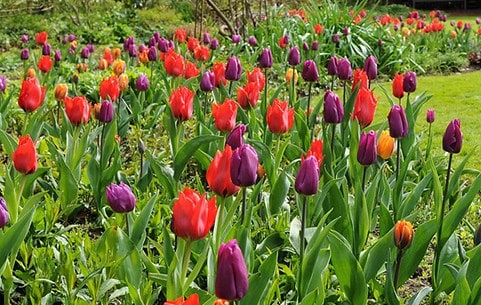 Bulbs
