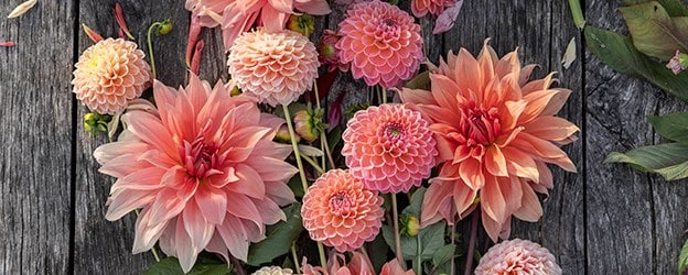 Summer flowering bulbs