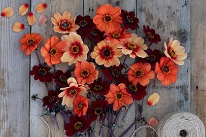 Summer bulb collections