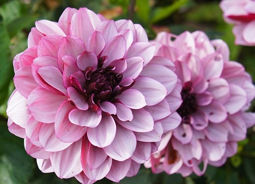 Potted dahlias
