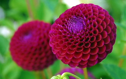 Dahlias