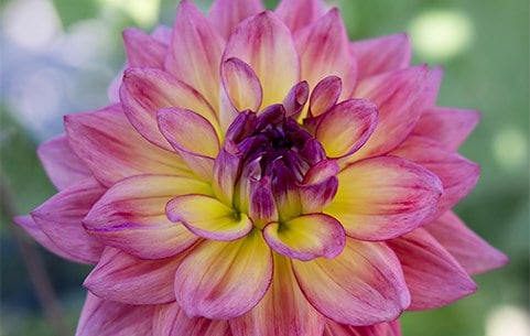 Dahlias