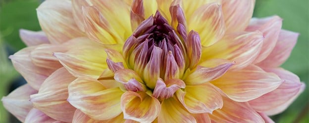 Dahlia tubers