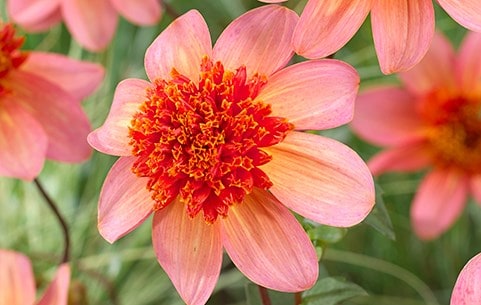 Dahlia tubers