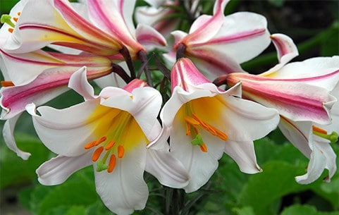 Lily bulbs