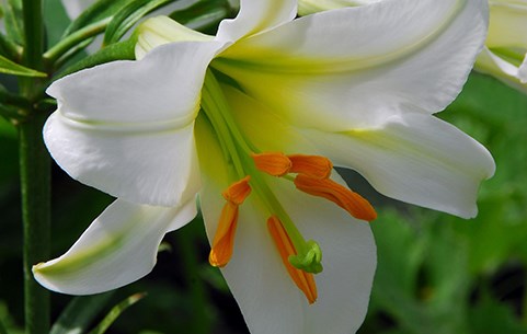 Lily bulbs