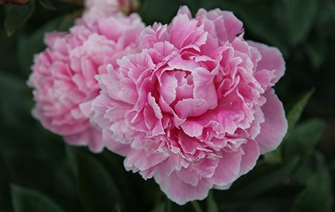 Summer bulbs