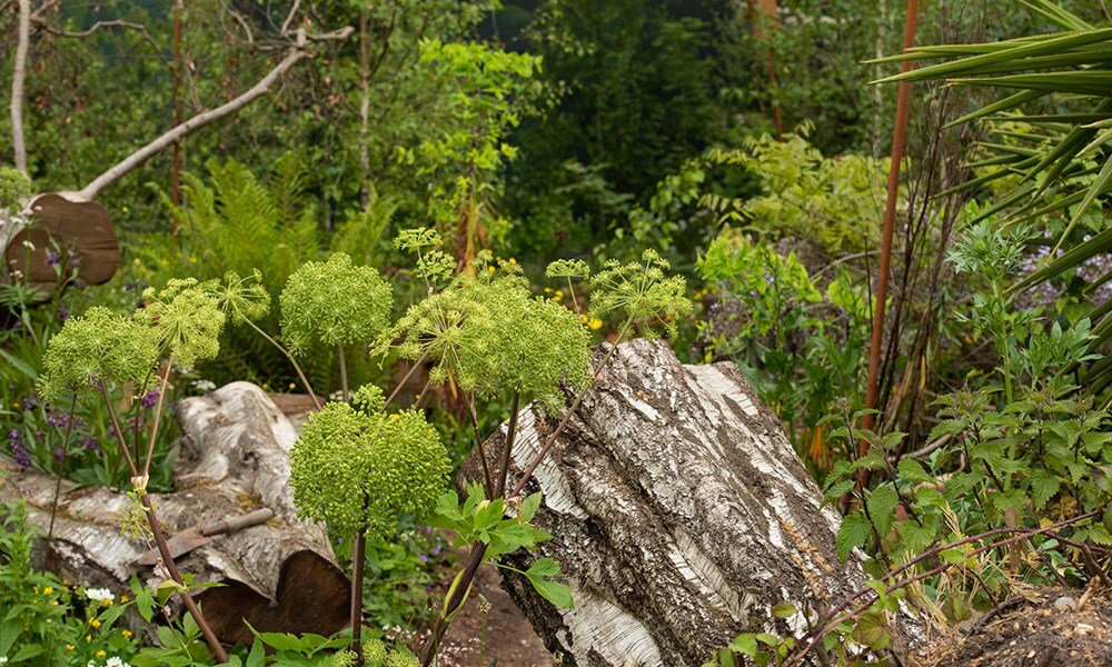 The garden encapsulates elements of both ruin and rejuvenation.