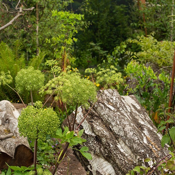 The garden encapsulates elements of both ruin and rejuvenation.
