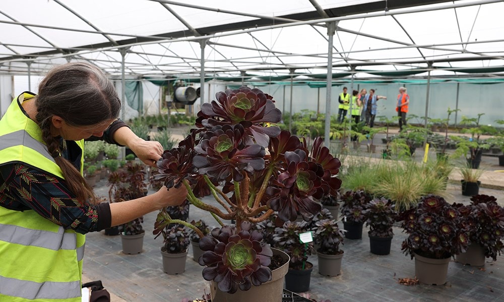 The planting team inspect Aeonium arboreum 'Atropurpureum' at the Crocus nursery ahead of the show.