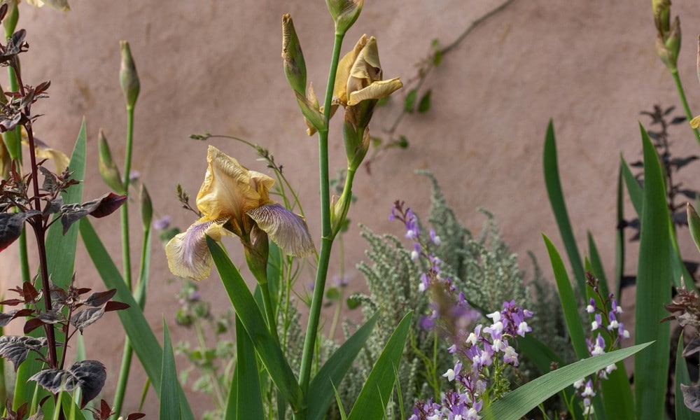 Iris 'Beton Olive' is one of the stars of the show, see here with Linaria maroccana 'Licilia Azure'