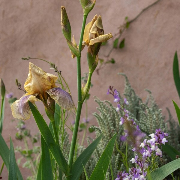 Iris 'Beton Olive' is one of the stars of the show, see here with Linaria maroccana 'Licilia Azure'