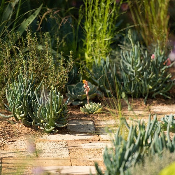 Succulents are dotted throughout the garden, particularly around the paths to soften and add interest to the edges.