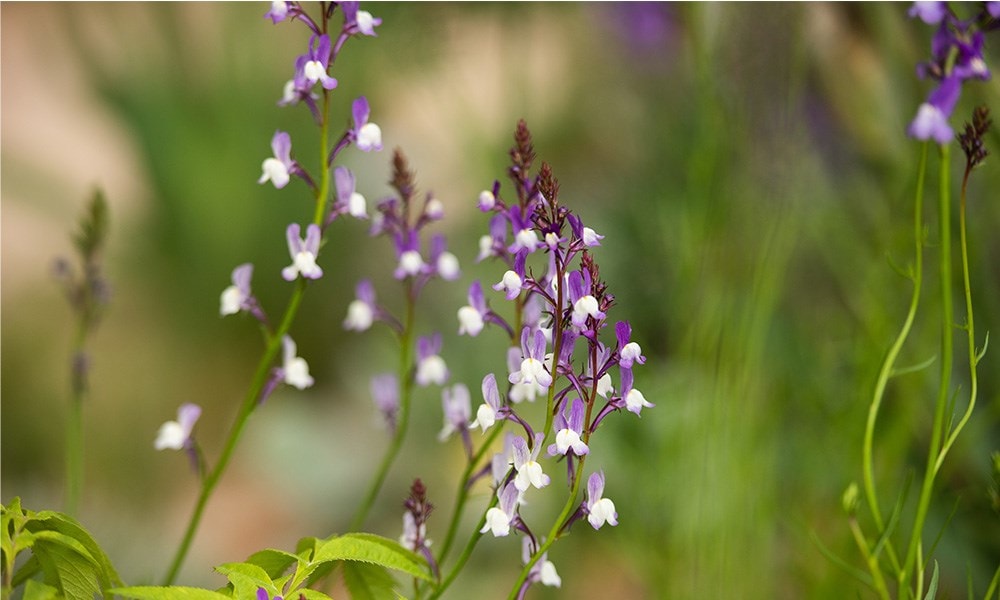 Many of the annuals within the garden have been grown from seed, including Linaria maroccana 'Licilia Azure'.