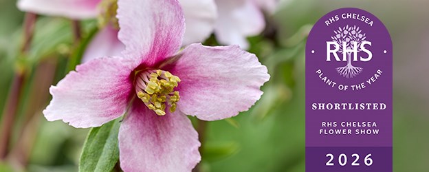 RHS Chelsea Plant of the Year Shortlist 2026