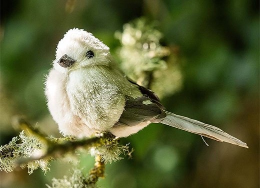 Woodland wonder