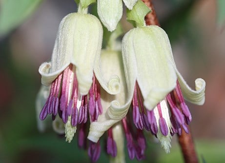 Bloomers in November