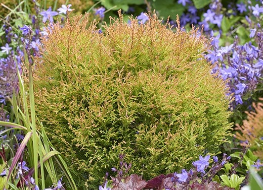 Conifers