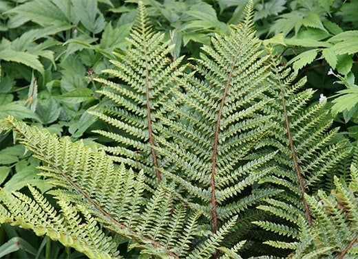 Ferns & grasses
