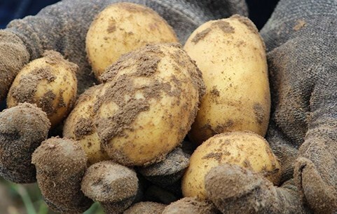 Seed potatoes