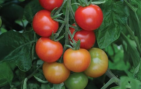 Vegetable plants