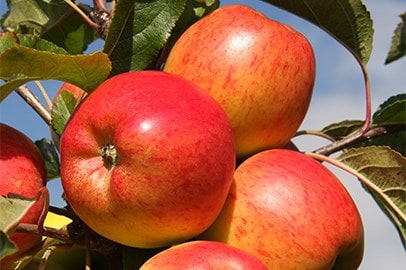 Fruit & fruit trees