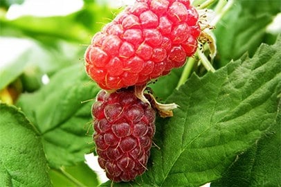 Grow your own